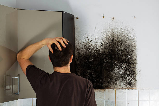 Best Mold Cleaning Services  in Manson, IA